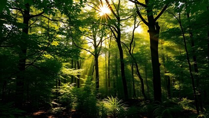 Sunlight Streaming Through a Natural Forest in a Peaceful Outdoor Landscape
