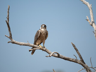 Lanner oder Lannerfalke (Falco biarmicus)