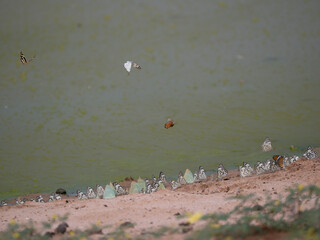 Schmetterlinge in der Kalahari in Namibia