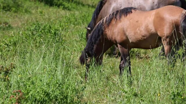 Konik and Hucul Pony: Original horse breeds in a natural environment