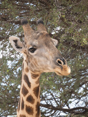 Kap-Giraffe (Giraffa giraffa giraffa)