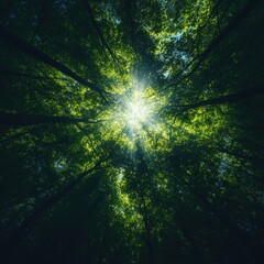 Sunlight filtering through dense green tree canopy forest nature photography lush environment aerial view serenity