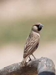 Siedelweber (Philetairus socius