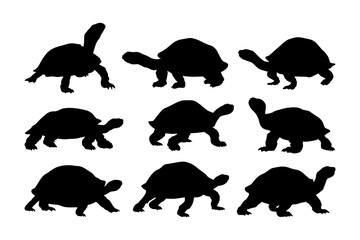 tortoise silhouettes set various poses