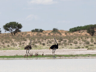Afrikanischer Strauß (Struthio camelus)