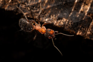Red Wood Ant - Formica rufa, common popular forest insect from Euroasian forests and woodlands, Zlin, Czech Republic.