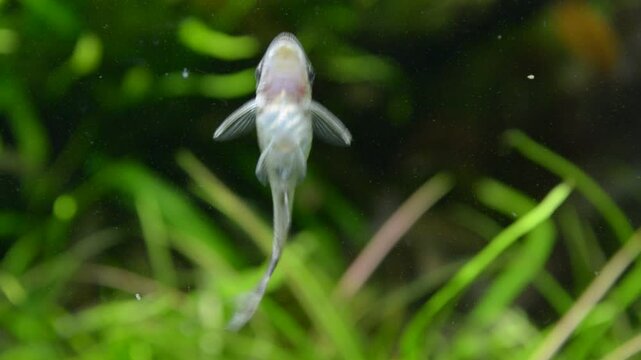 Otocinclus catfish cleaning aquarium glass