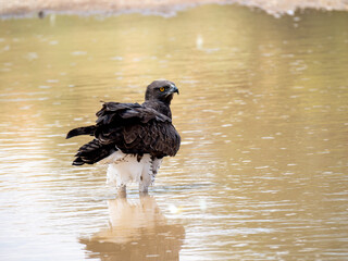 Kampfadler (Polemaetus bellicosus)