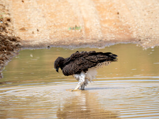 Kampfadler (Polemaetus bellicosus)