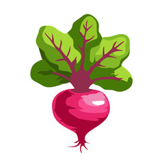 Purple beet root vegetable. isolated on white