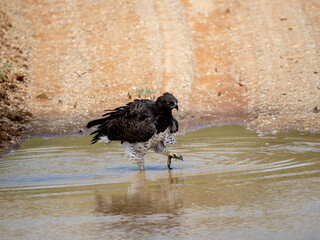 Kampfadler (Polemaetus bellicosus)