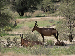 Südafrikanische Kuhantilope (Alcelaphus caama), auch Südliche Kuhantilope, Rote Kuhantilope, Kap-Hartebeest