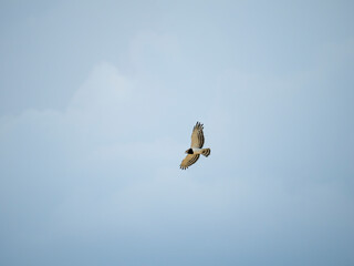 Schwarzbrust-Schlangenadler (Circaetus pectoralis)