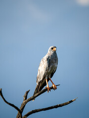 Weißbürzel-Singhabicht (Melierax poliopterus)