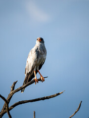 Weißbürzel-Singhabicht (Melierax poliopterus)