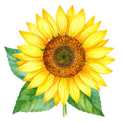 Obraz premium Vibrant Sunflower Bloom Against a Transparent Background Capturing the Essence of Nature's Beauty and Brightness in Full Colorful Detail