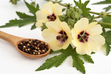 Musk Mallow (Abelmosk) Flower and Aromatic Ambrette Seeds – Herbal Remedy