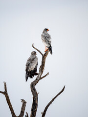 Weißbürzel-Singhabicht (Melierax poliopterus)