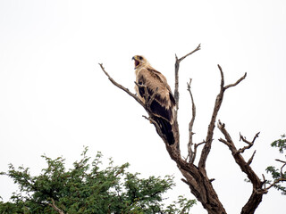 Savannenadler (Aquila rapax)