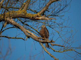 Schwarzmilan oder Schwarzer Milan (Milvus migrans)