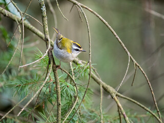 Sommergoldhähnchen (Regulus ignicapilla)