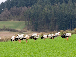 Fototapeta premium Weißstorch&nbsp;(Ciconia ciconia)