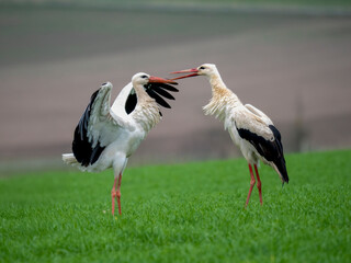 Weißstorch (Ciconia ciconia)