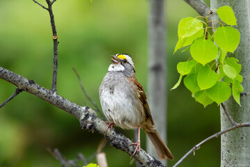 Beautiful cute little bird White-throated sparrow male is singing perched on a tree branch in spring during mating season.