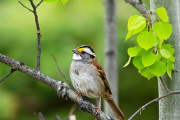 Beautiful cute little bird White-throated sparrow male is singing perched on a tree branch in...