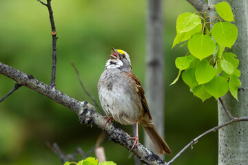 Beautiful cute little bird White-throated sparrow male is singing perched on a tree branch in spring during mating season.