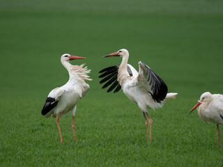 Weißstorch (Ciconia ciconia)