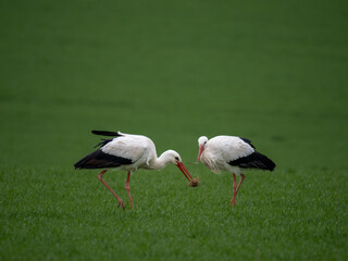 Weißstorch (Ciconia ciconia)