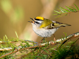 Sommergoldhähnchen (Regulus ignicapilla)
