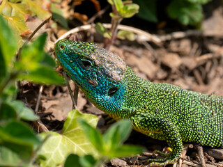 Fototapeta premium Westliche Smaragdeidechse
