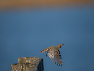 Hausrotschwanz  (Phoenicurus ochruros)