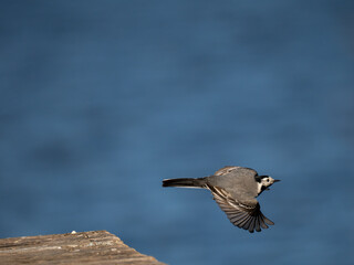 Bachstelze (Motacilla alba)
