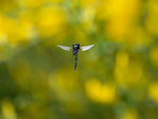 Märzfliege (Bibio marci), Märzhaarmücke, Markusfliege ,Markushaarmücke