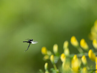 Märzfliege (Bibio marci), Märzhaarmücke, Markusfliege ,Markushaarmücke