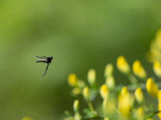 Märzfliege (Bibio marci), Märzhaarmücke, Markusfliege ,Markushaarmücke