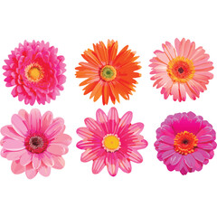 Six Vibrant Gerbera Daisies in Pink and Orange Hues