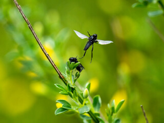 Märzfliege (Bibio marci), Märzhaarmücke, Markusfliege ,Markushaarmücke