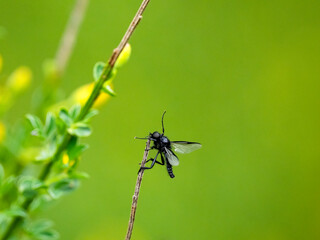 M&auml;rzfliege&nbsp;(Bibio marci), M&auml;rzhaarm&uuml;cke, Markusfliege ,Markushaarm&uuml;cke