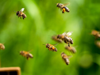 Honigbienen