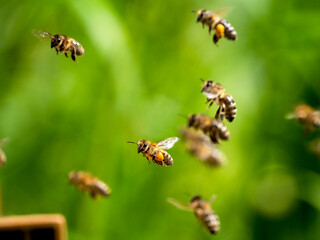 Honigbienen