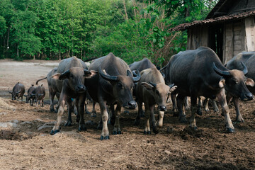 Group of Water Buffalo Grazing Near a Countryside Shelter in a Green Forest