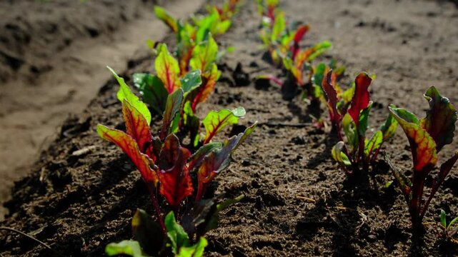 Slowly rising camera from dark place revealing two rows of red beets in early stage growing in sand rich vegetable garden bed