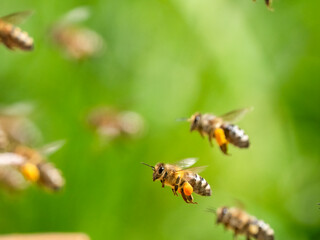 Honigbienen