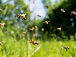 Honigbienen