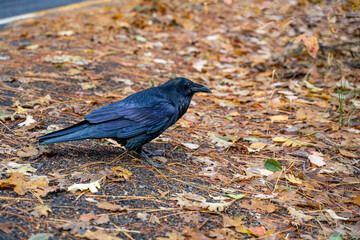 Common Raven in Yosemite National Park, California