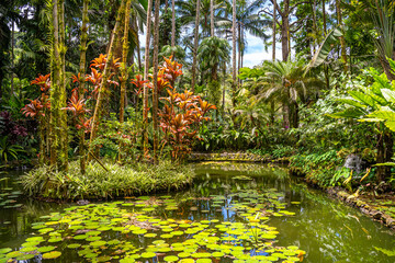 View of the pond at Hawaii Tropical Botanical Garden, Big Island Hawaii